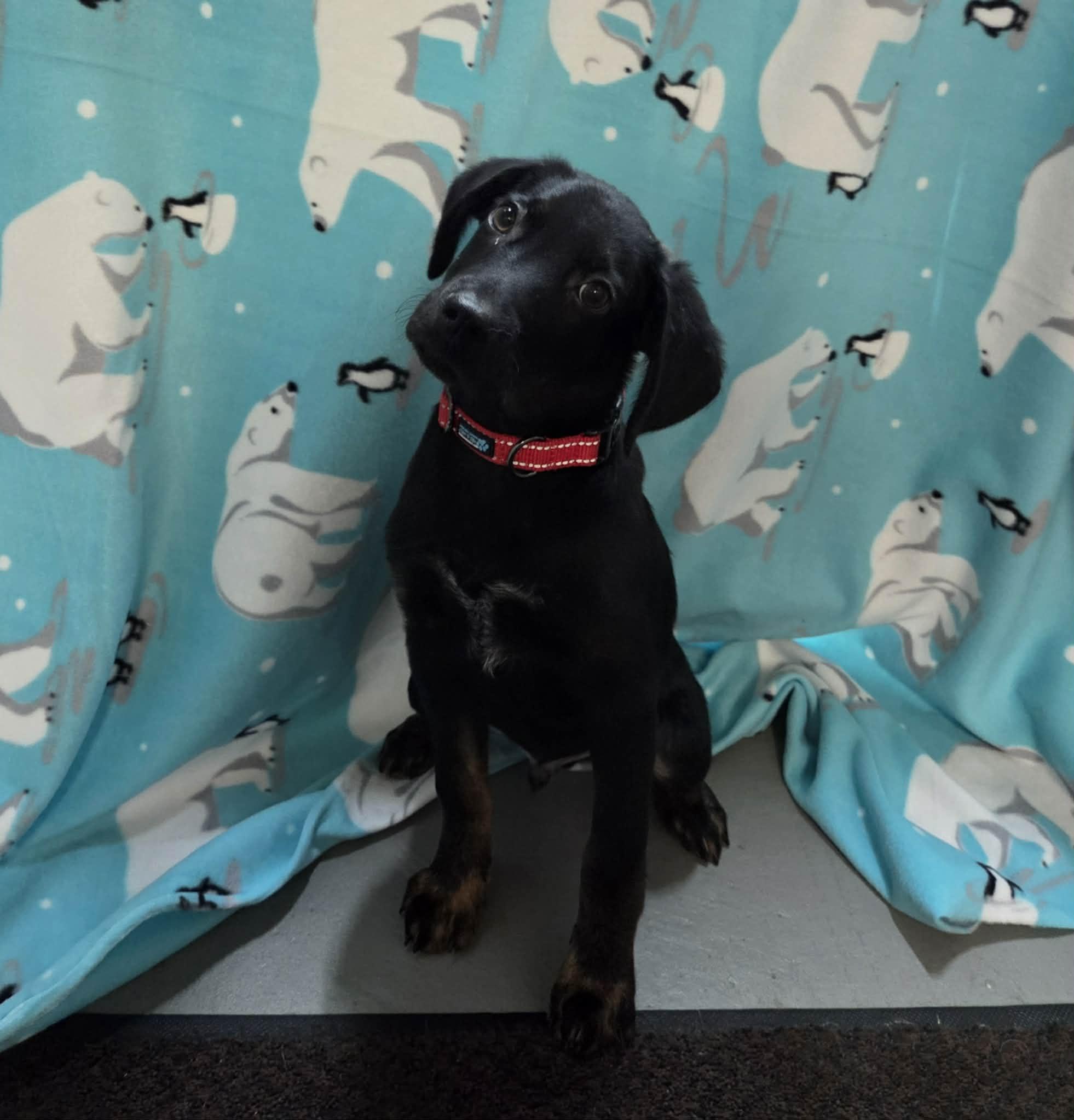 Enlarge Abel the mixed breed puppy, a Adoptable mixed breed in Muskego, WI image 3/6