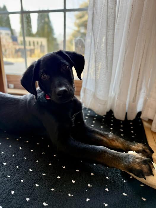 Enlarge Abel the mixed breed puppy, a Adoptable mixed breed in Muskego, WI image 1/6