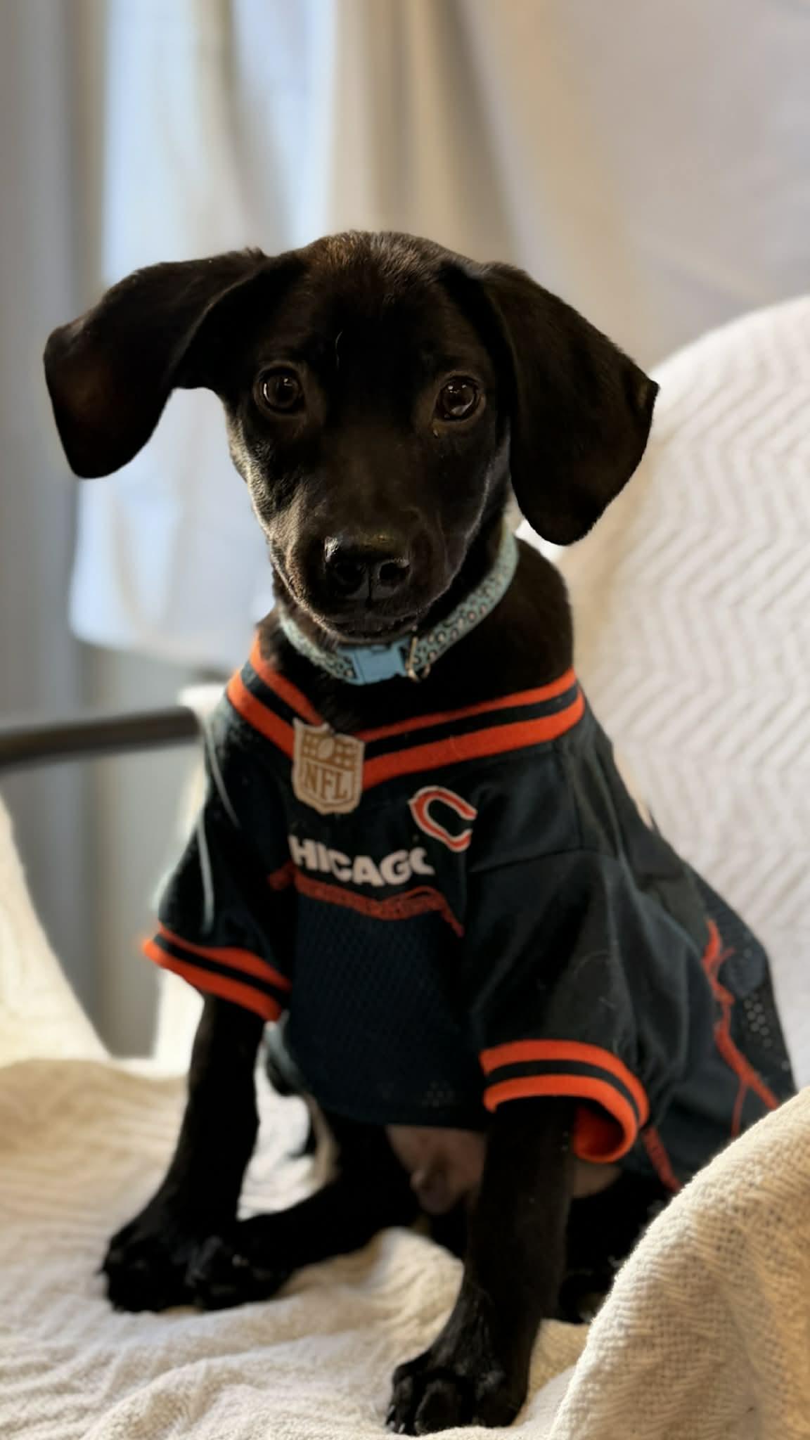 Enlarge Abel the mixed breed puppy, a Adoptable mixed breed in Muskego, WI image 4/6