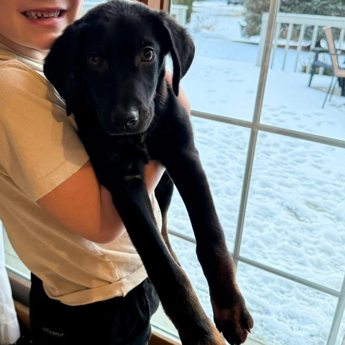 Enlarge Abel the mixed breed puppy, a Adoptable mixed breed in Muskego, WI image 5/6