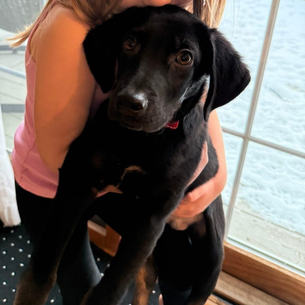 Enlarge Abel the mixed breed puppy, a Adoptable mixed breed in Muskego, WI image 6/6