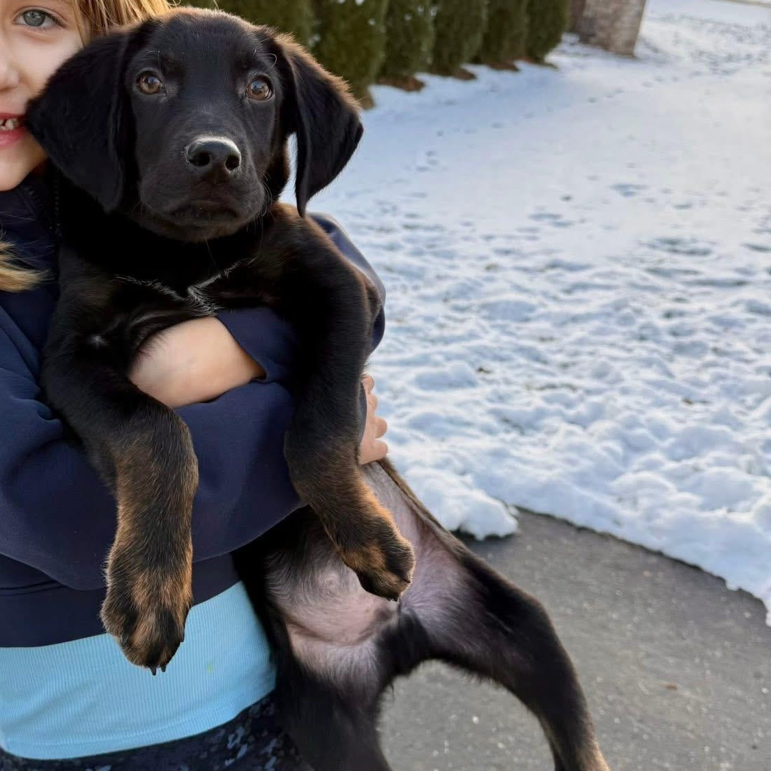Enlarge Abel the mixed breed puppy, a Adoptable mixed breed in Muskego, WI image 2/6