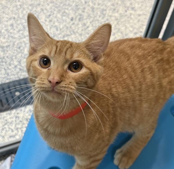 Enlarge Meenie, a Adoptable mixed breed in Golden, CO image 1/1