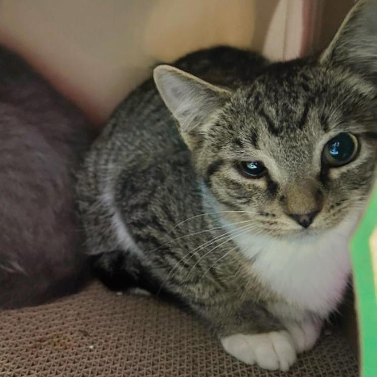 Clover, Adoptable, Young Female Domestic Short Hair.