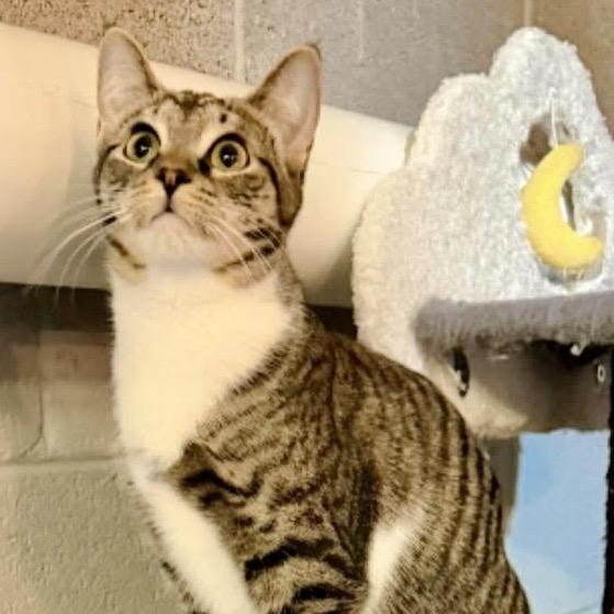 Enlarge Clover, a Adoptable Domestic Short Hair in Pocono Summit, PA image 2/6