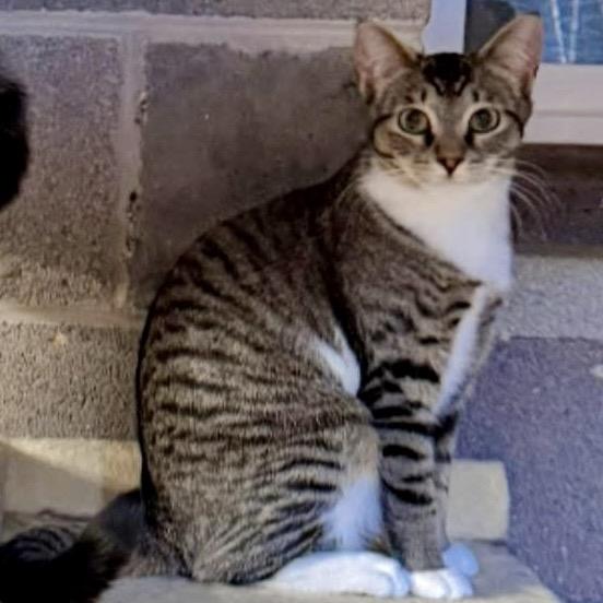 Enlarge Clover, a Adoptable Domestic Short Hair in Pocono Summit, PA image 3/6