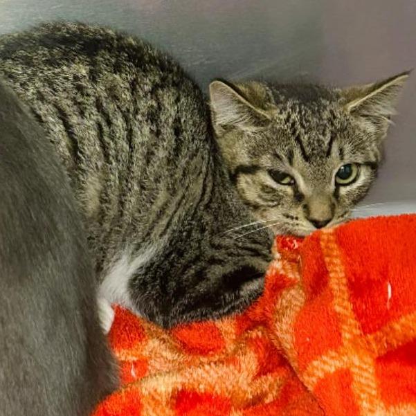 Enlarge Clover, a Adoptable Domestic Short Hair in Pocono Summit, PA image 2/3