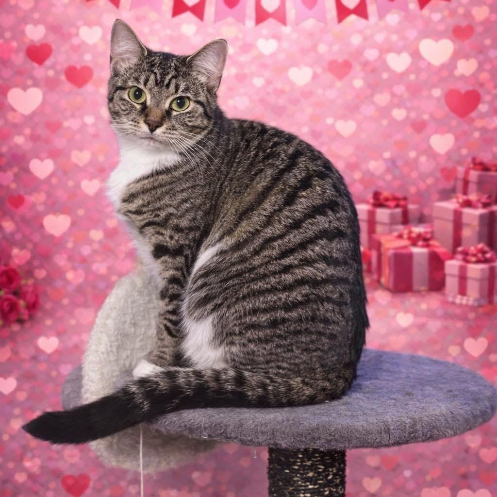 Enlarge Clover, a Adoptable Domestic Short Hair in Pocono Summit, PA image 5/6