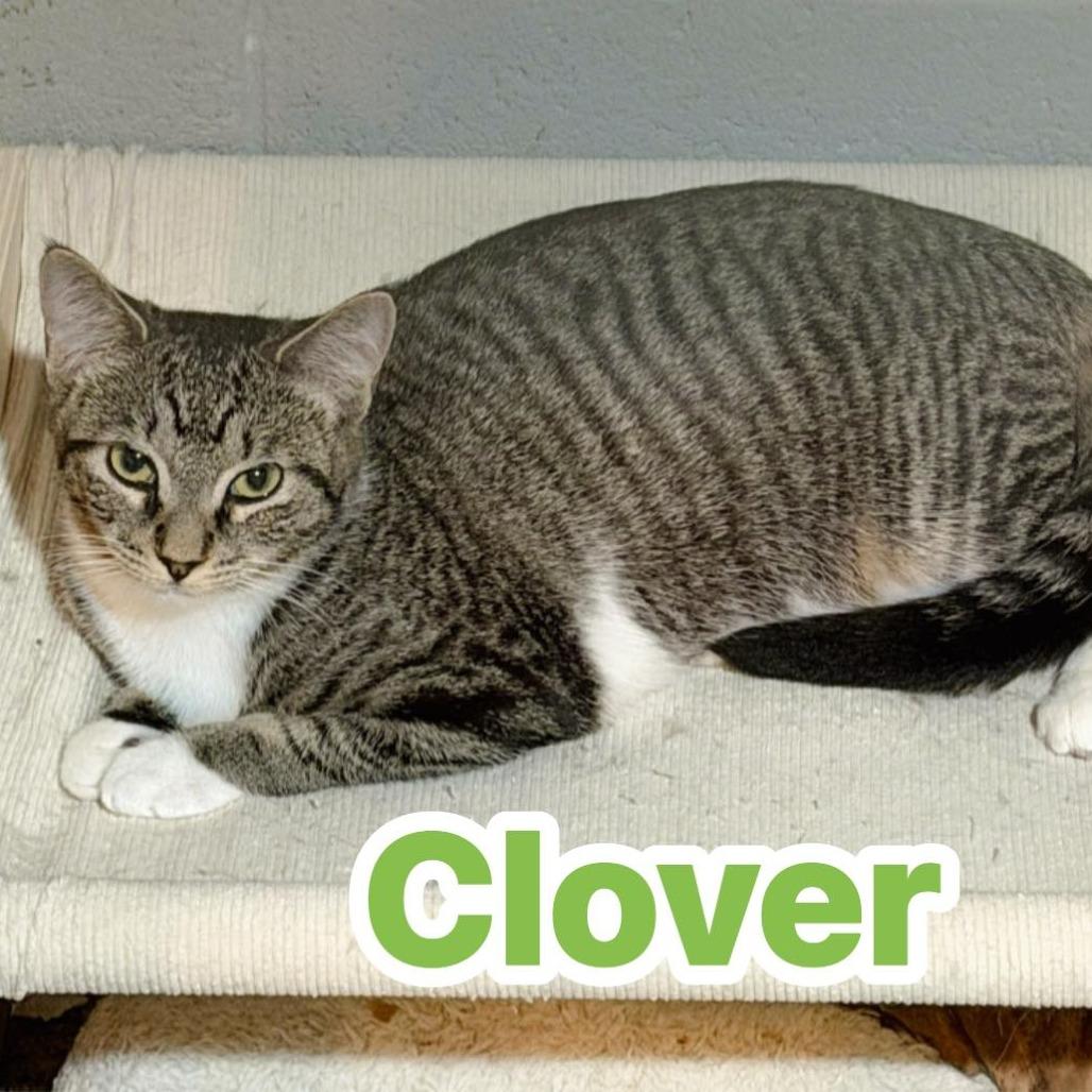 Enlarge Clover, a Adoptable Domestic Short Hair in Pocono Summit, PA image 3/3