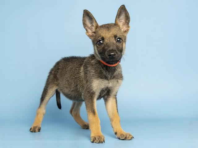 LADY, Adoptable, Puppy Female German Shepherd Dog.