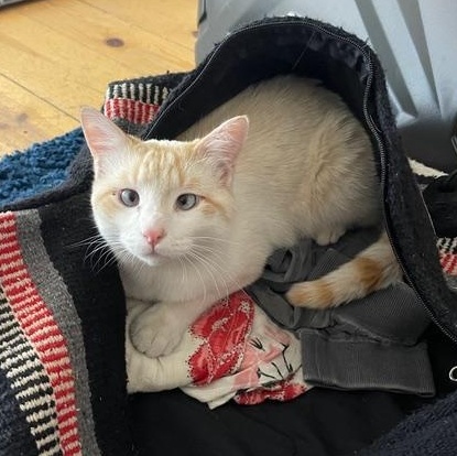 Enlarge Basmati, a ADOPTABLE Siamese in Torrey, UT image 1/1