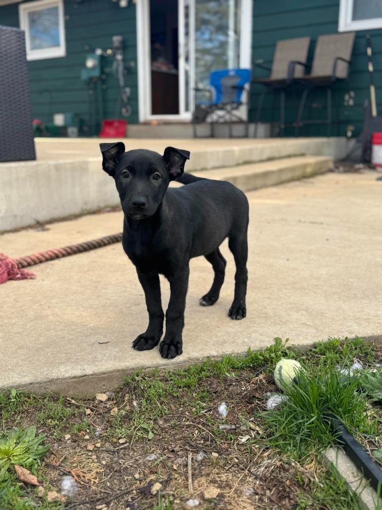 Enlarge Juicy Jessica, a Adoptable mixed breed in sun prairie, WI image 1/1