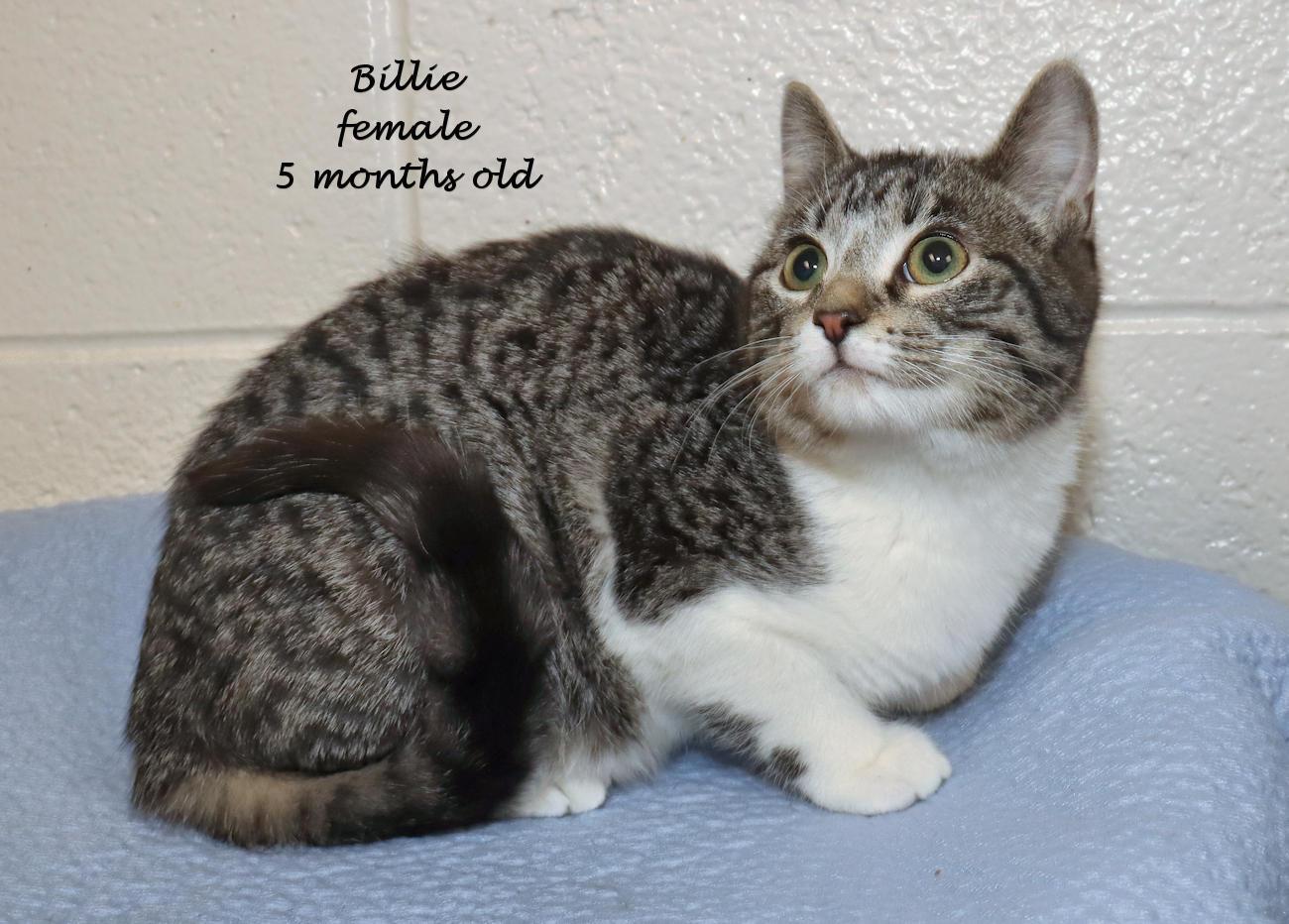 Enlarge Billie, an adoptable mixed breed in Euclid, OH image 2/6