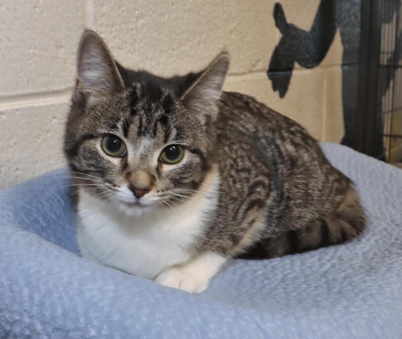 Enlarge Billie, an adoptable mixed breed in Euclid, OH image 3/6