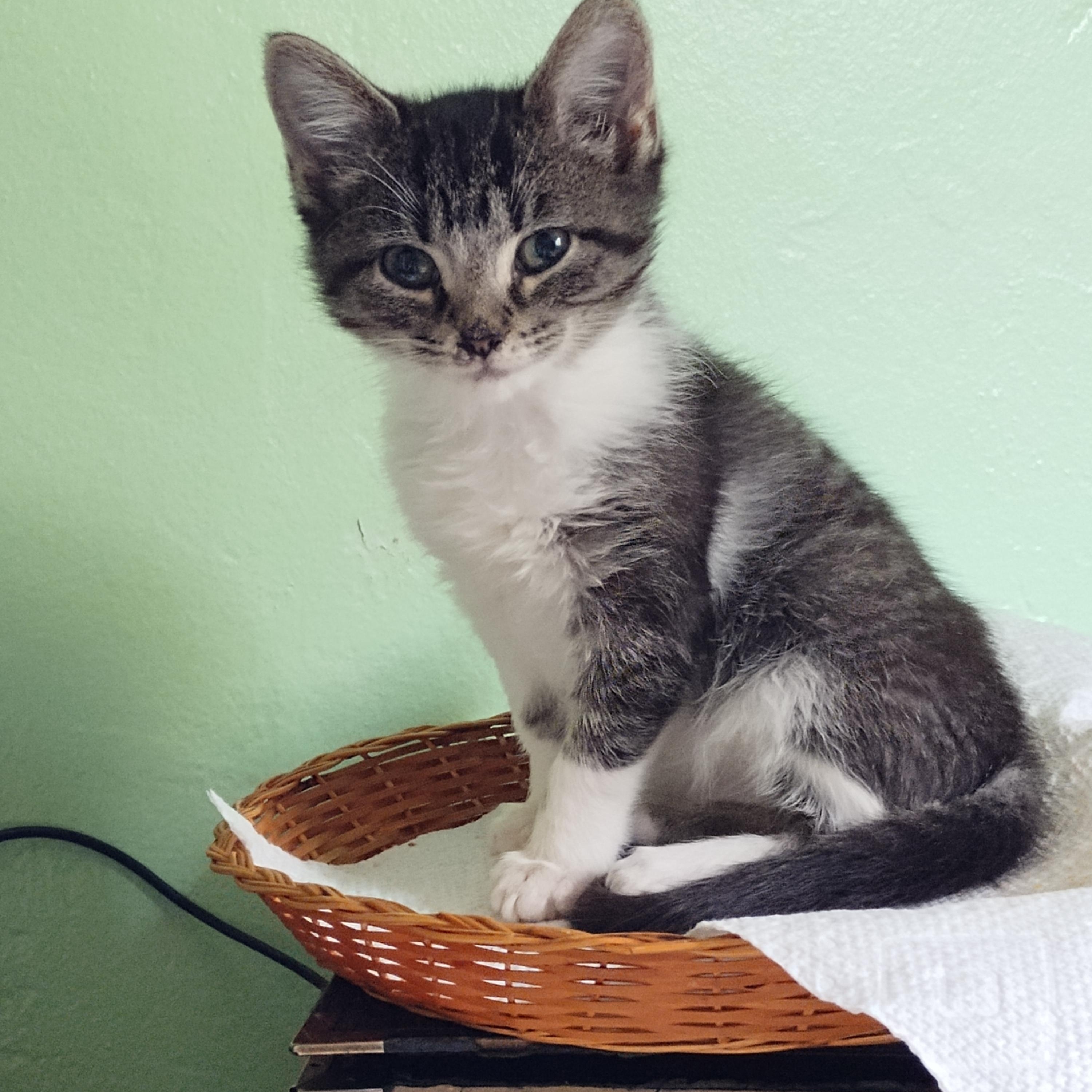 Enlarge Billie, an adoptable mixed breed in Euclid, OH image 4/6