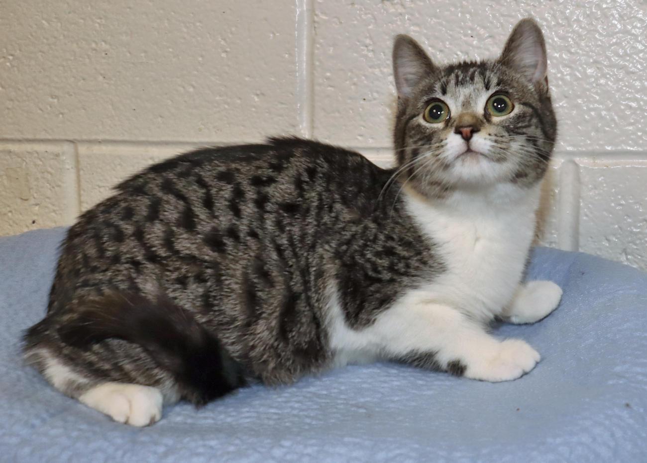 Enlarge Billie, an adoptable mixed breed in Euclid, OH image 5/6