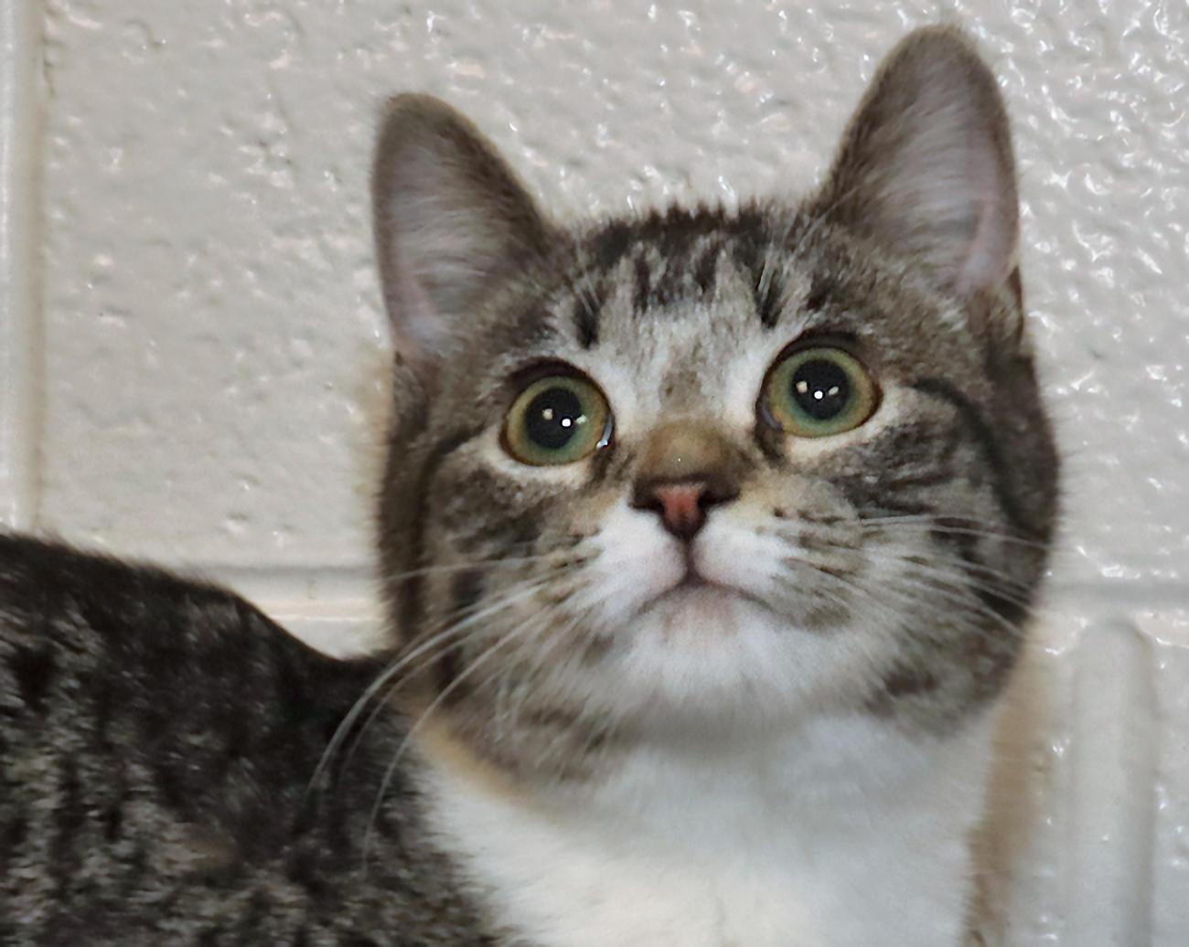 Billie, adoptable, Kitten Female Tabby.