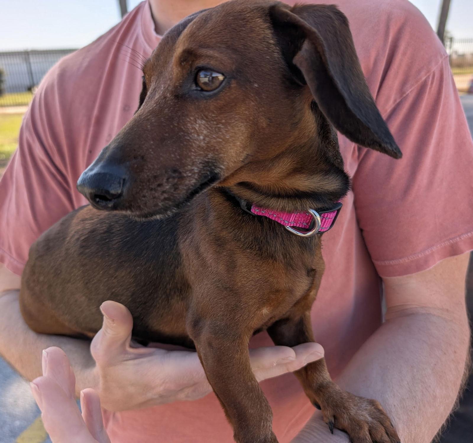 Houdini, Adopted, Young Male Dachshund.