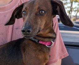 Enlarge Houdini, a Adopted Dachshund in Pearland, TX image 2/3