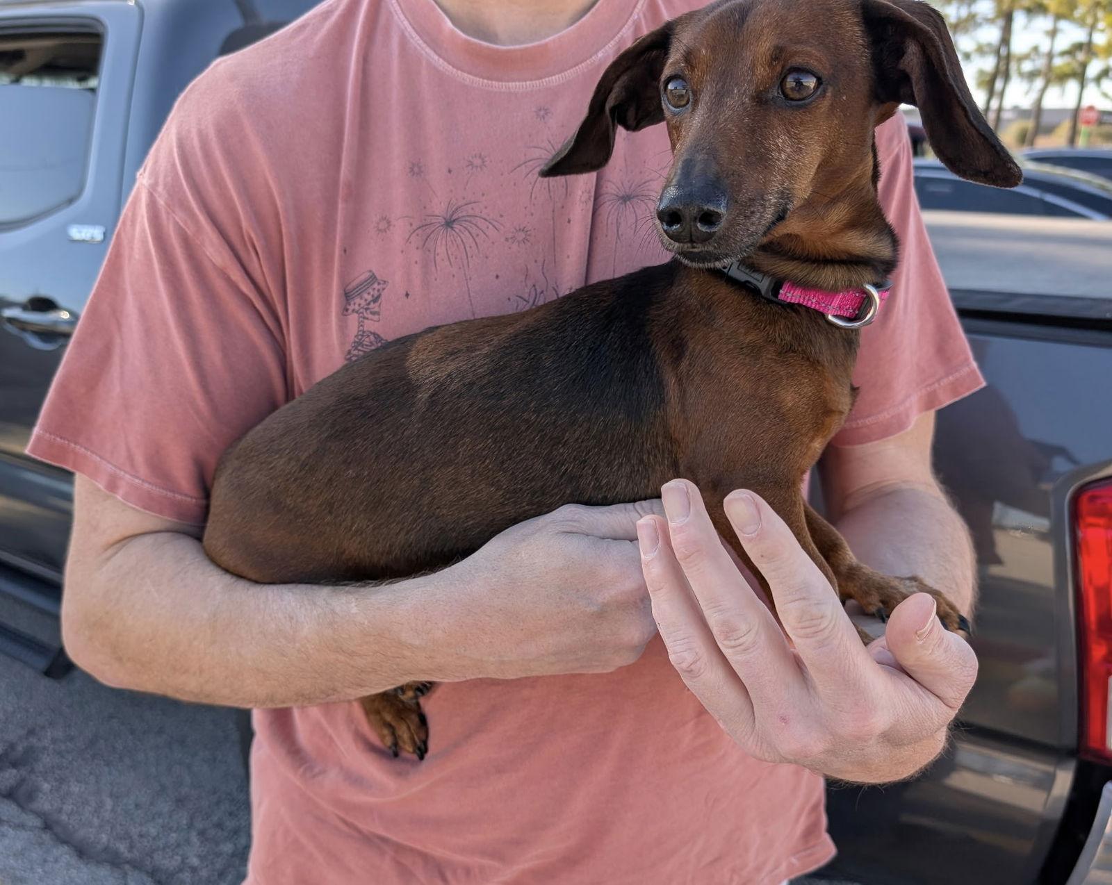 Enlarge Houdini, a Adopted Dachshund in Pearland, TX image 3/3