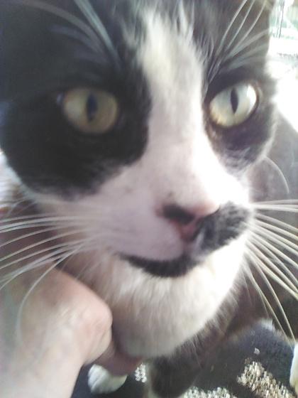 Enlarge Sir, a Adoptable Domestic Short Hair in El Dorado Hills, CA image 2/3