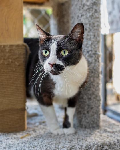 Enlarge Sir, a Adoptable Domestic Short Hair in El Dorado Hills, CA image 1/3
