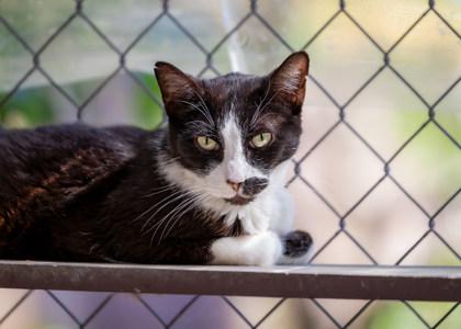 Enlarge Sir, a Adoptable Domestic Short Hair in El Dorado Hills, CA image 3/3