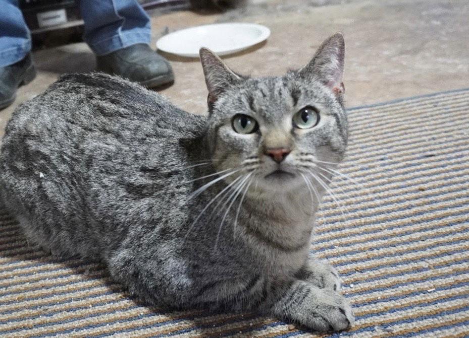 Lightning Bug, Adoptable, Adult Female Domestic Short Hair.