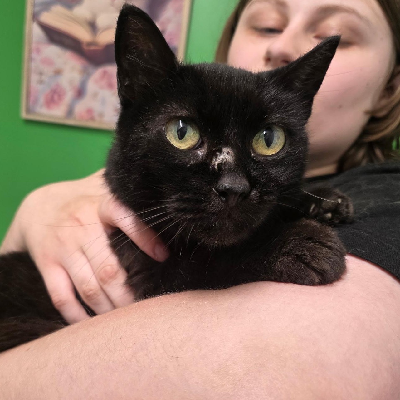 Enlarge Bailey, a Adoptable Domestic Short Hair in Sauk City, WI image 1/3