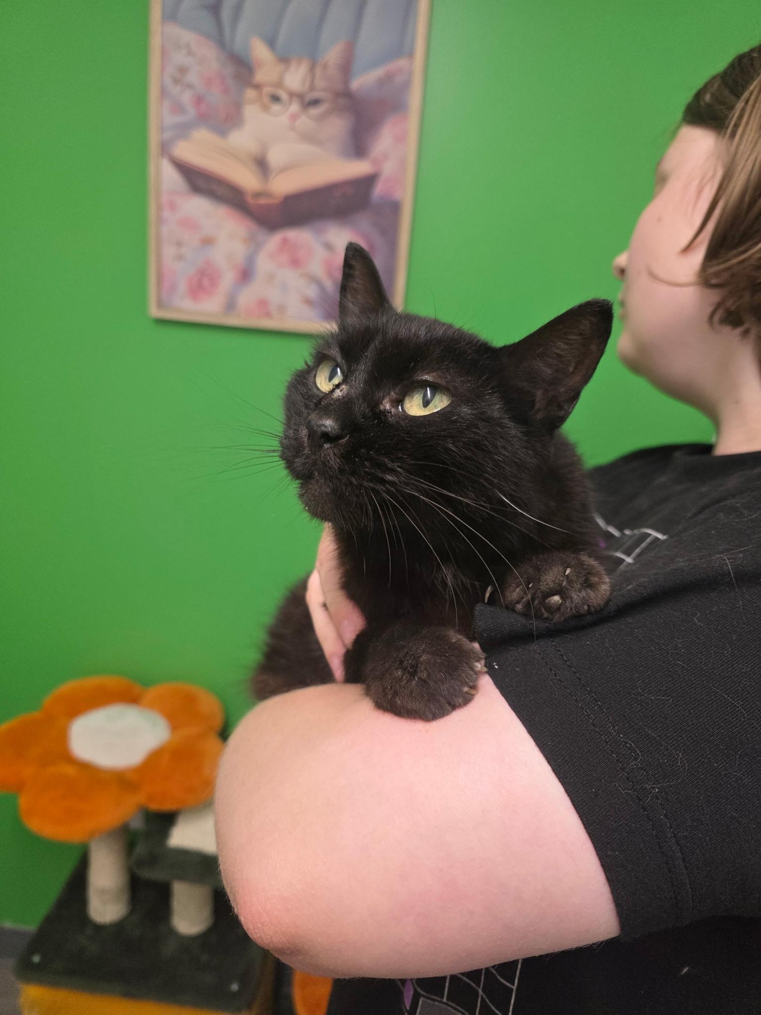 Enlarge Bailey, a Adoptable Domestic Short Hair in Sauk City, WI image 3/3