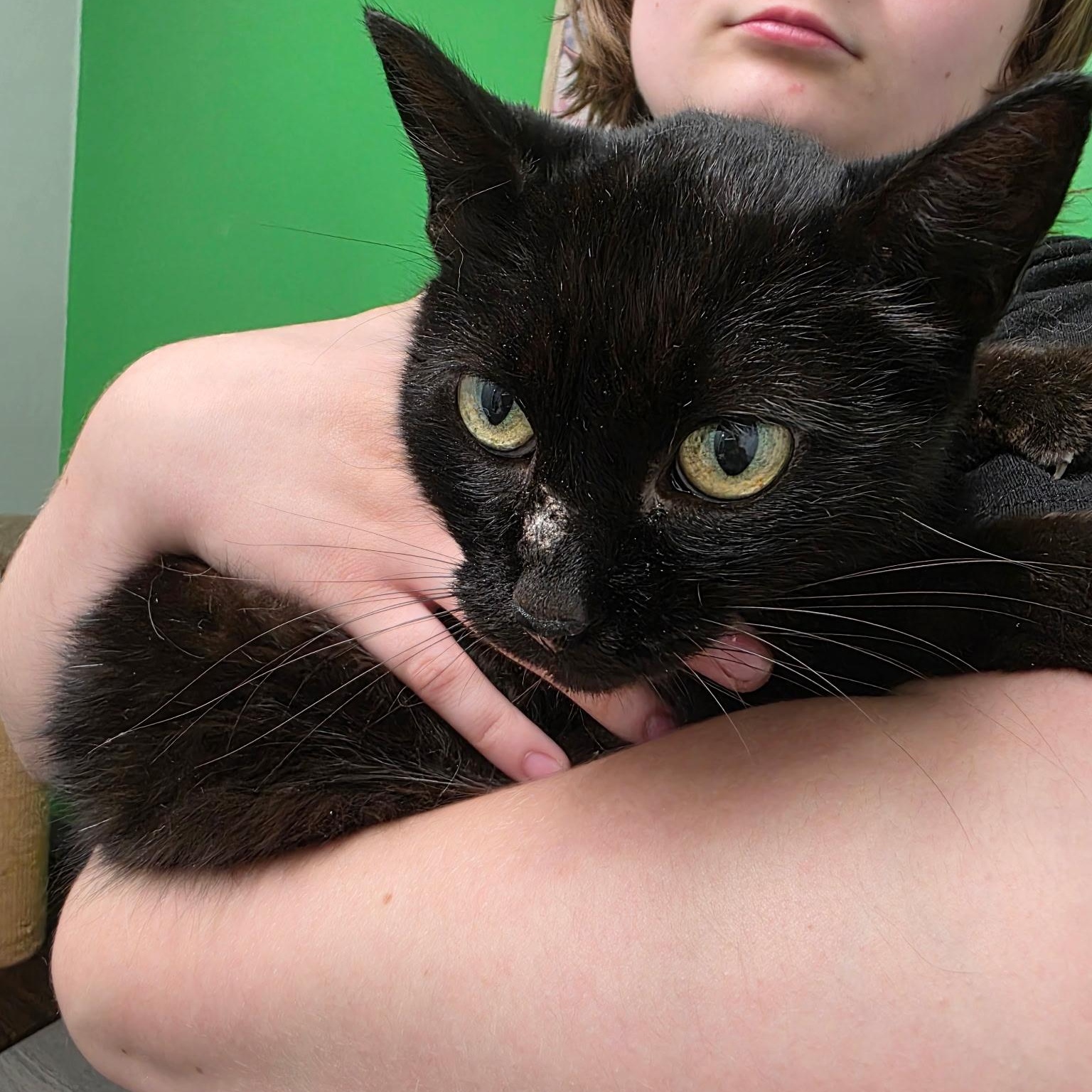Enlarge Bailey, a Adoptable Domestic Short Hair in Sauk City, WI image 2/3