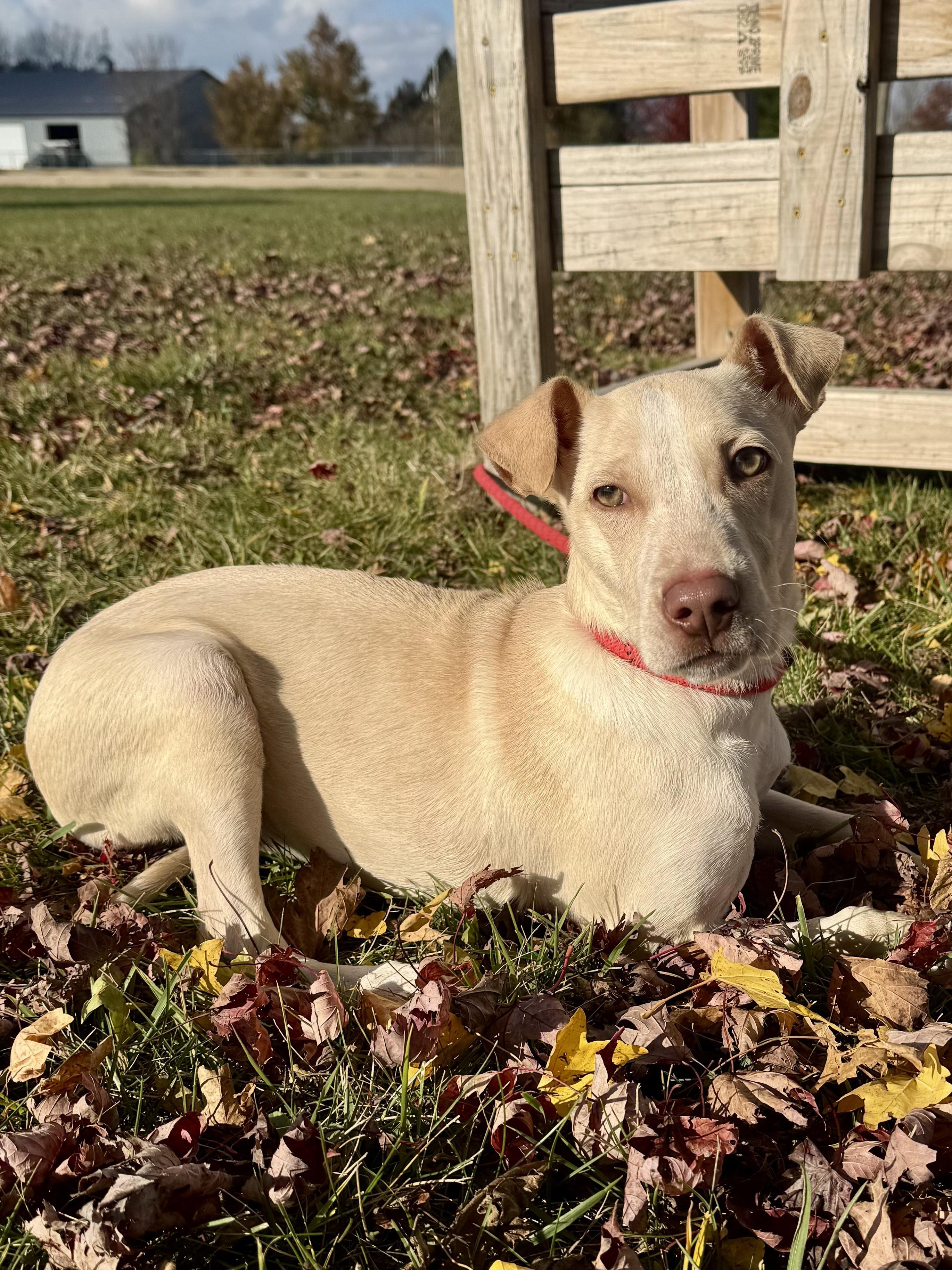 Ford, adoptable, Young Male Mixed Breed.
