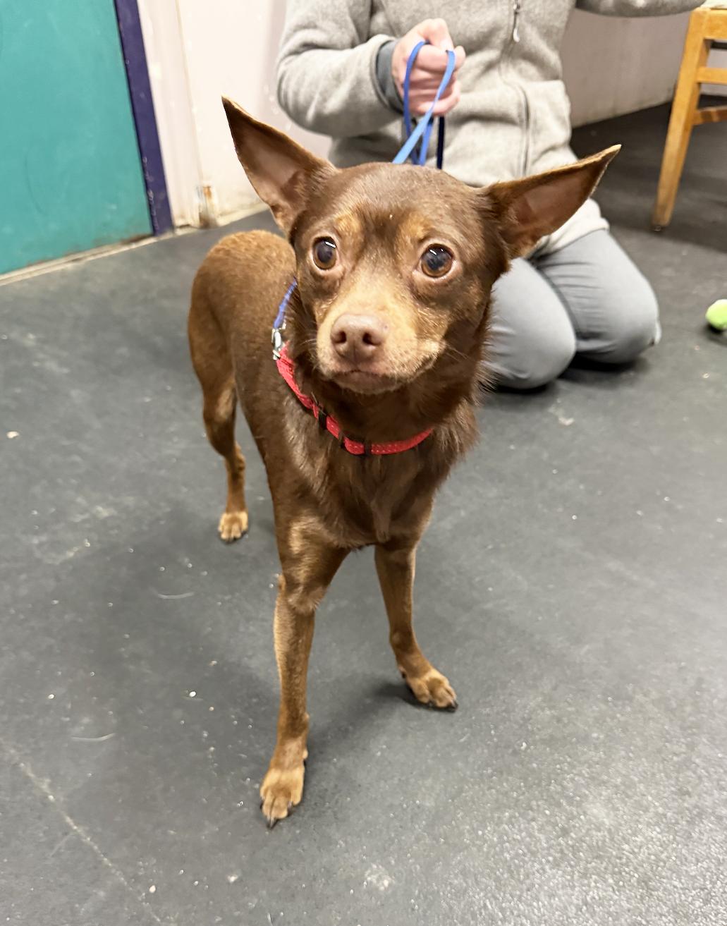 Chocolate - Adorable little sweetheart, adoptable, Adult Male Chihuahua.