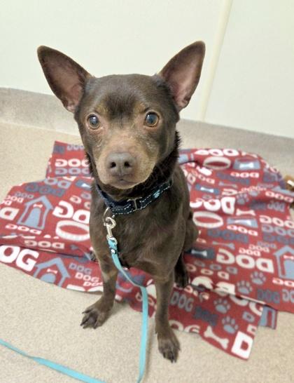 Chocolate - Adorable little sweetheart, an adoptable mixed breed in Oshkosh, WI image 3/6