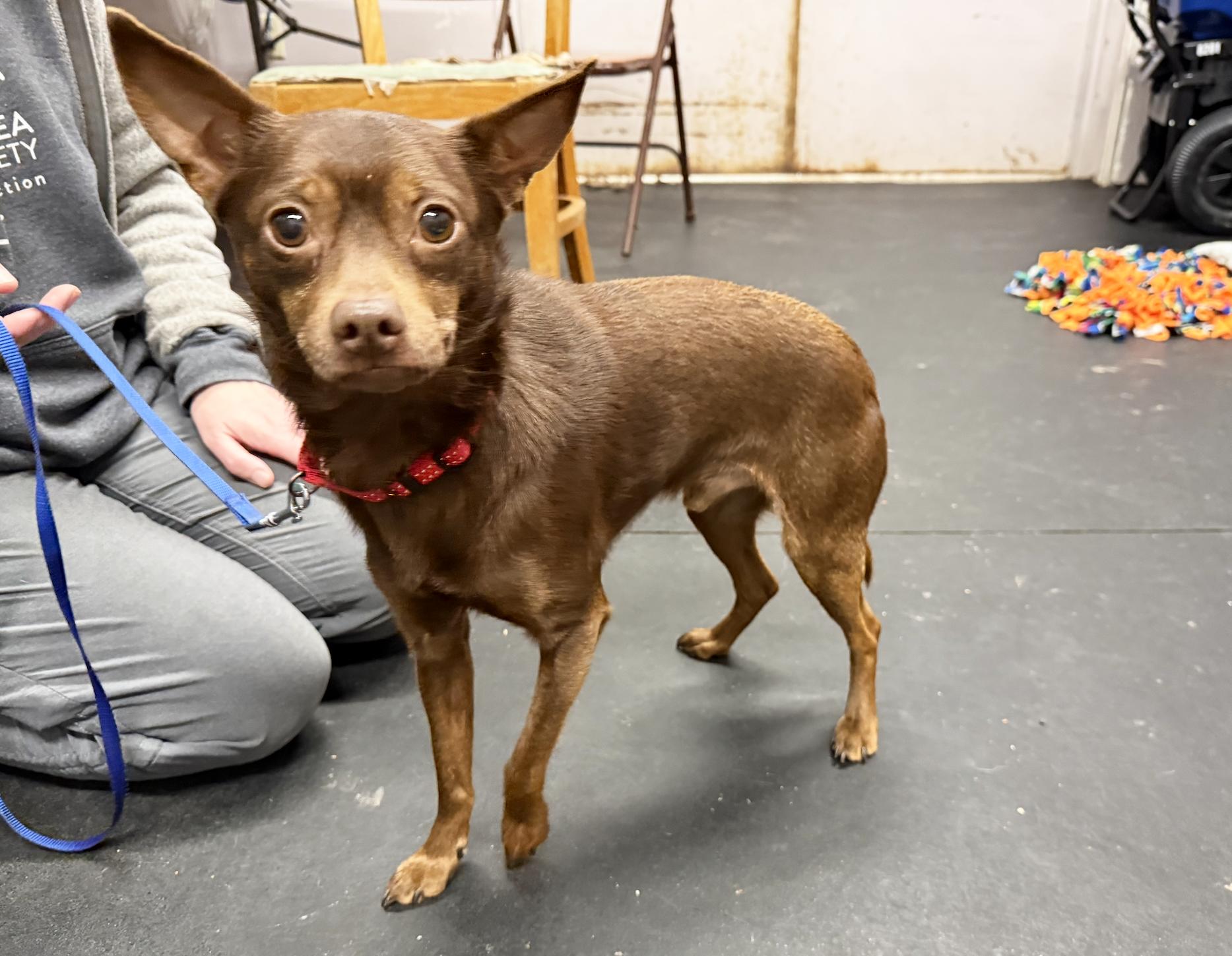 Chocolate - Adorable little sweetheart, an adoptable mixed breed in Oshkosh, WI image 4/6