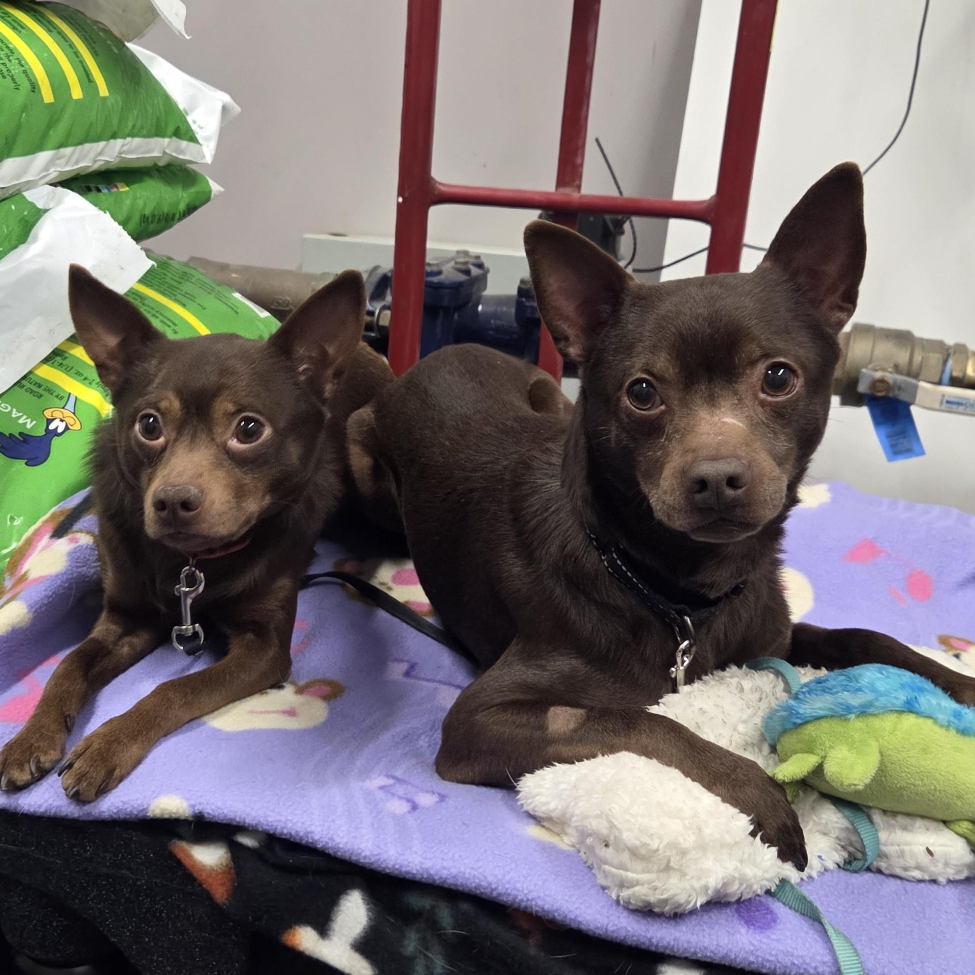 Enlarge Chocolate-Bashful, sweet guy, an adoptable mixed breed in Oshkosh, WI image 4/4