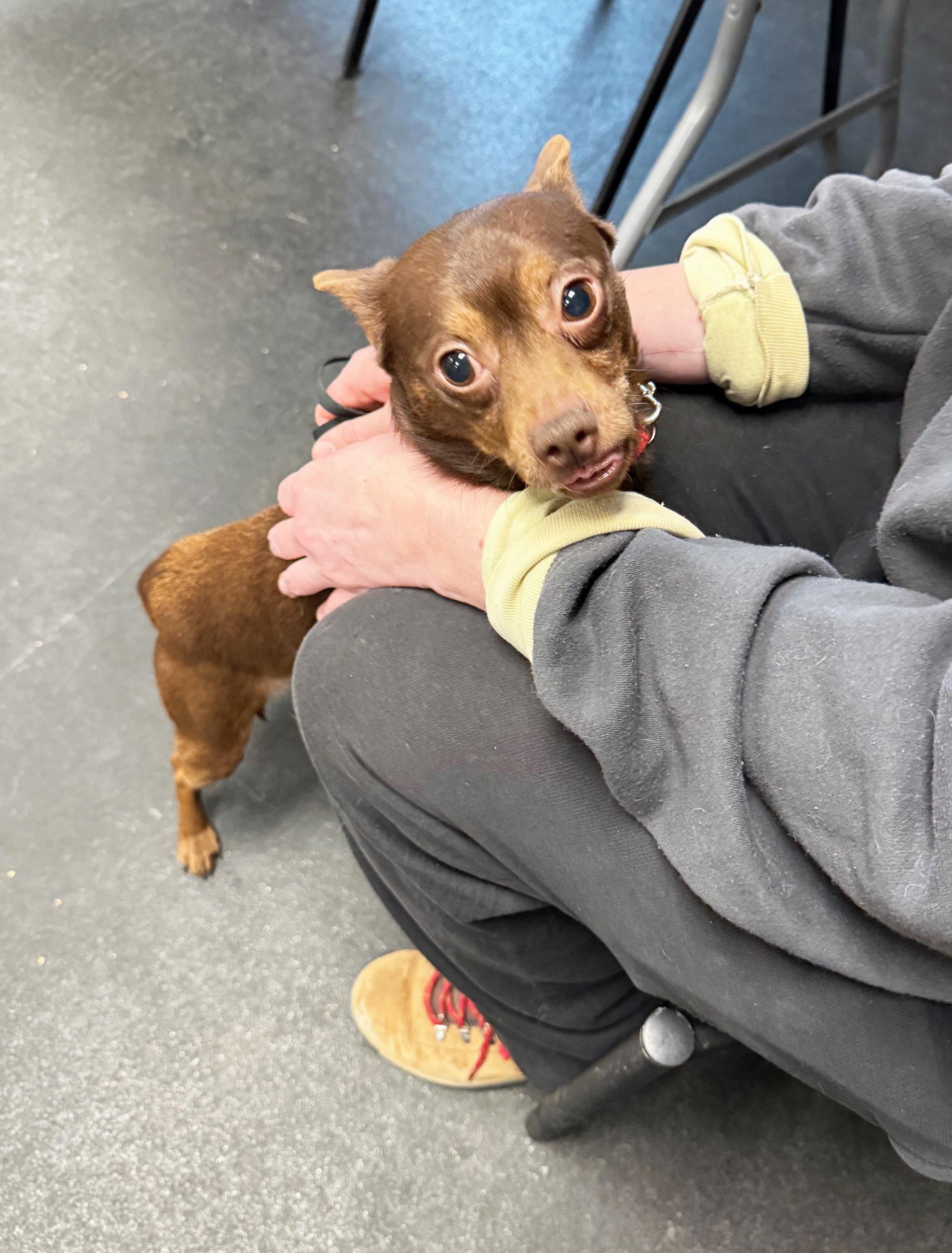 Chocolate - Adorable little sweetheart, an adoptable mixed breed in Oshkosh, WI image 2/6