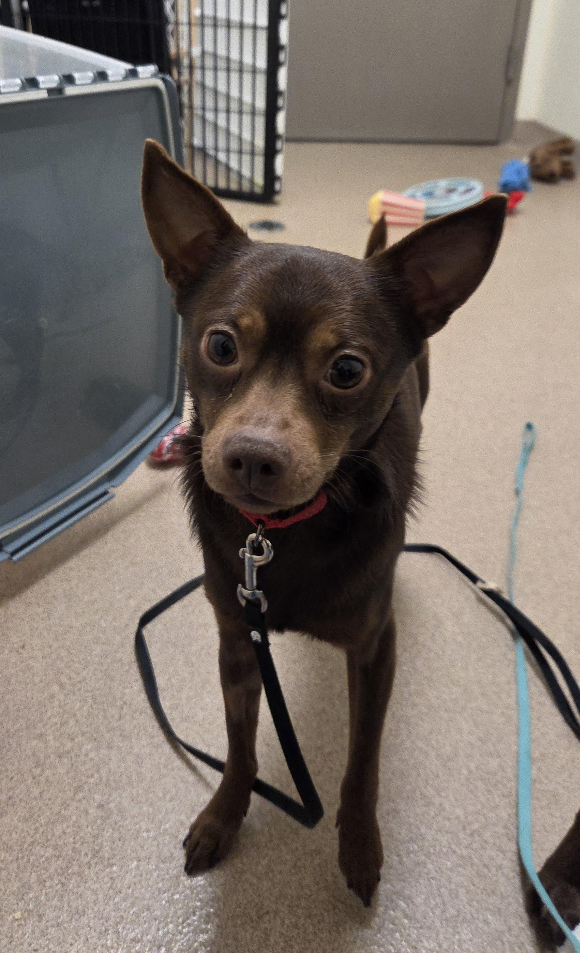 Enlarge Chocolate-Bashful, sweet guy, an adoptable mixed breed in Oshkosh, WI image 3/4
