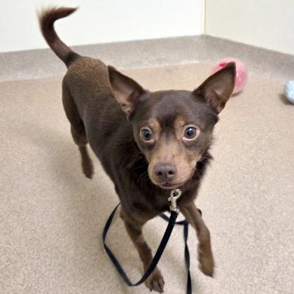 Chocolate-Bashful, sweet guy, adoptable, Adult Male Chihuahua.