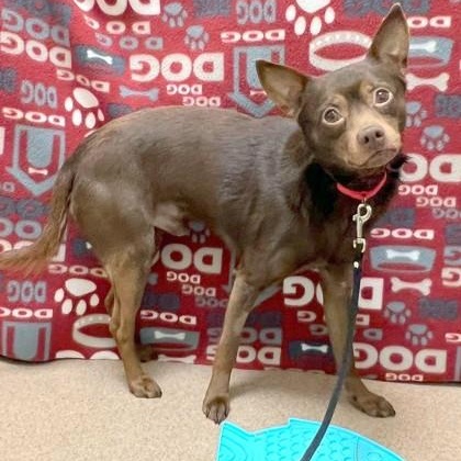 Enlarge Chocolate-Bashful, sweet guy, an adoptable mixed breed in Oshkosh, WI image 2/4