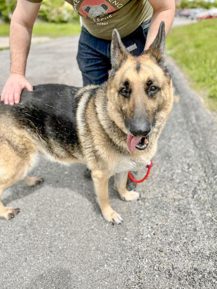 SPARKY- Needs a foster/forever home!, a Adoptable German Shepherd Dog in Birmingham, MI image 2/6