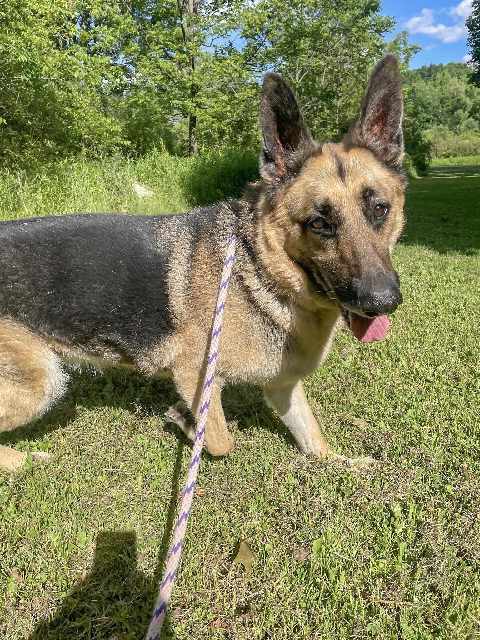 SPARKY- Needs a foster/forever home! — thumbnail 2