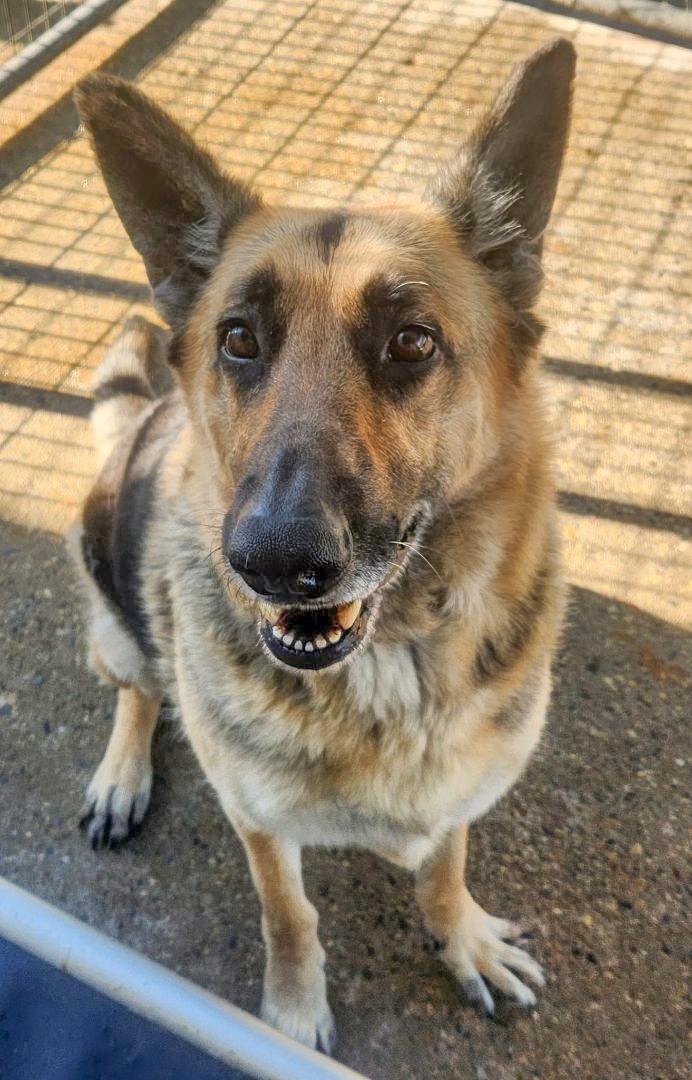SPARKY- Needs a foster/forever home!, an adoptable German Shepherd Dog in Birmingham, MI, 48012 | Photo Image 4