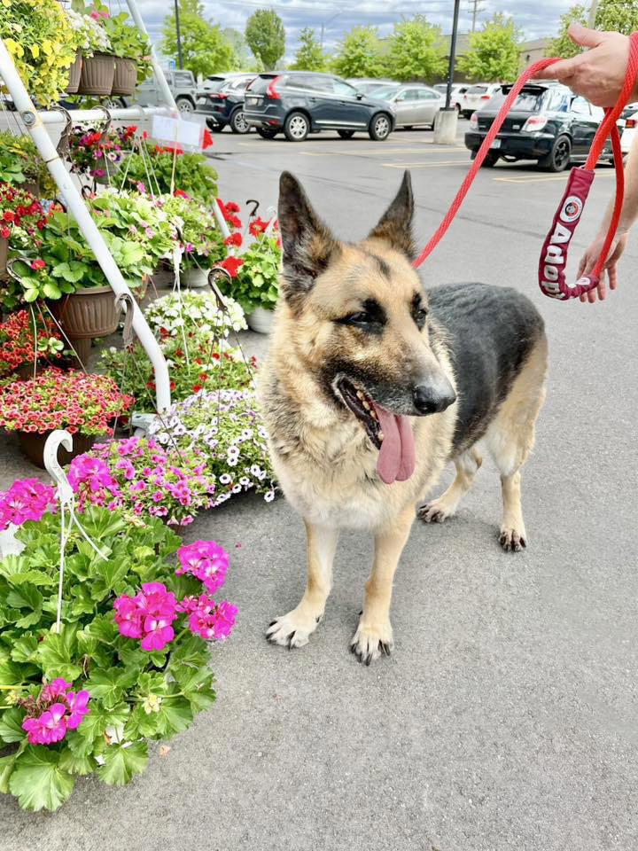 SPARKY- Needs a foster/forever home!, an adoptable German Shepherd Dog in Birmingham, MI, 48012 | Photo Image 1