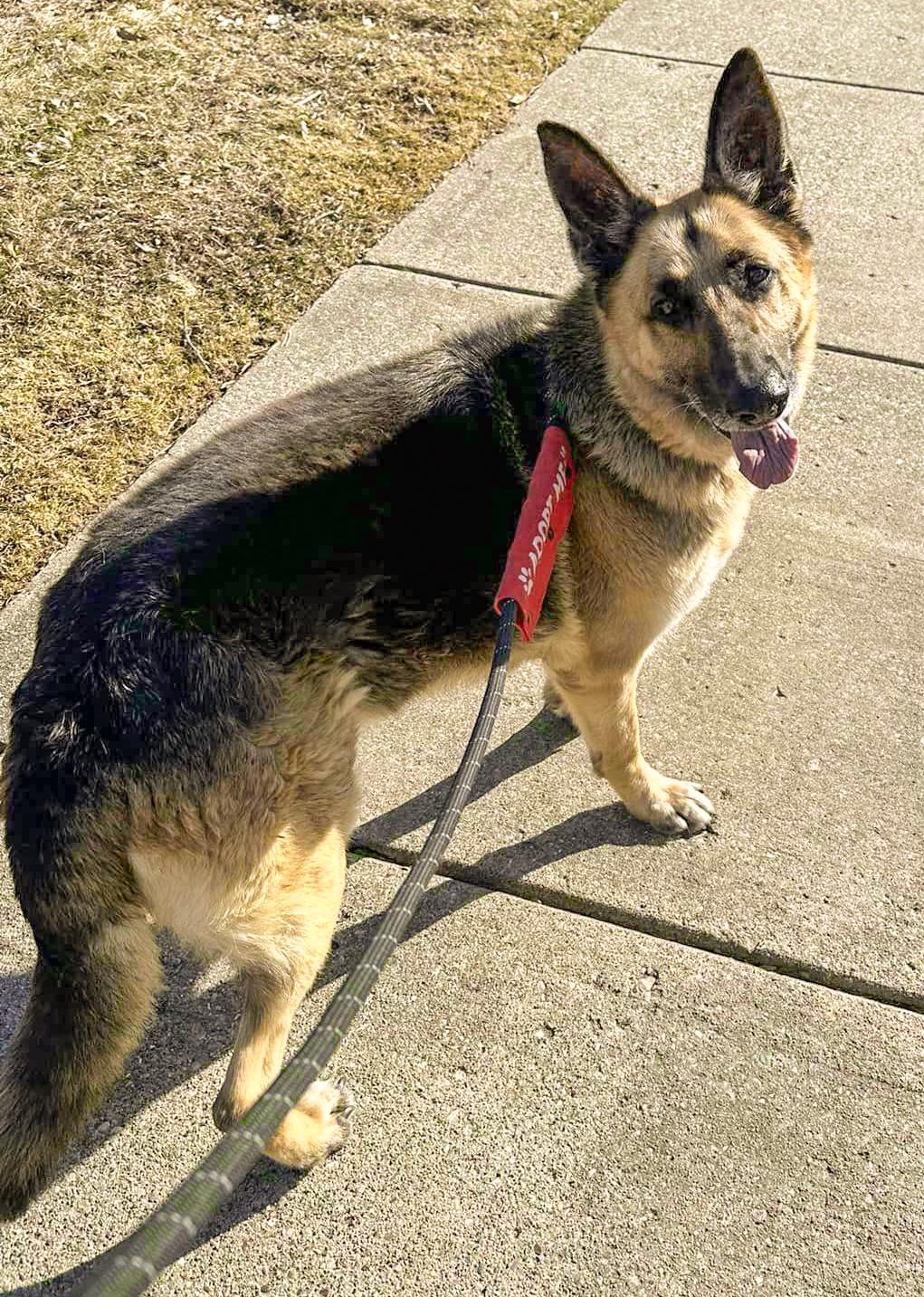 SPARKY- Needs a foster/forever home!, a Adoptable German Shepherd Dog in Birmingham, MI image 5/6