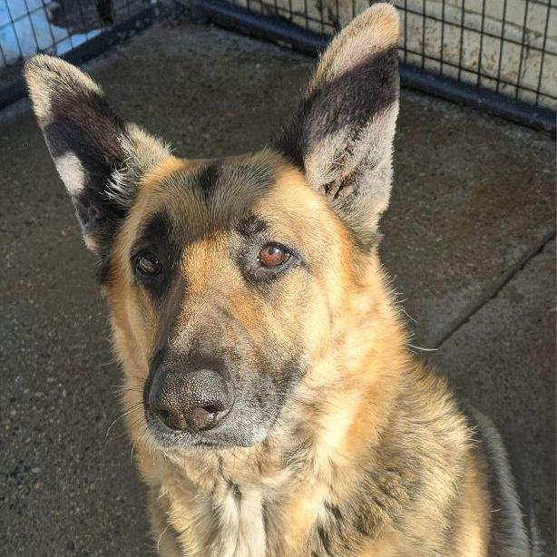 SPARKY- Needs a foster/forever home!, a Adoptable German Shepherd Dog in Birmingham, MI image 6/6