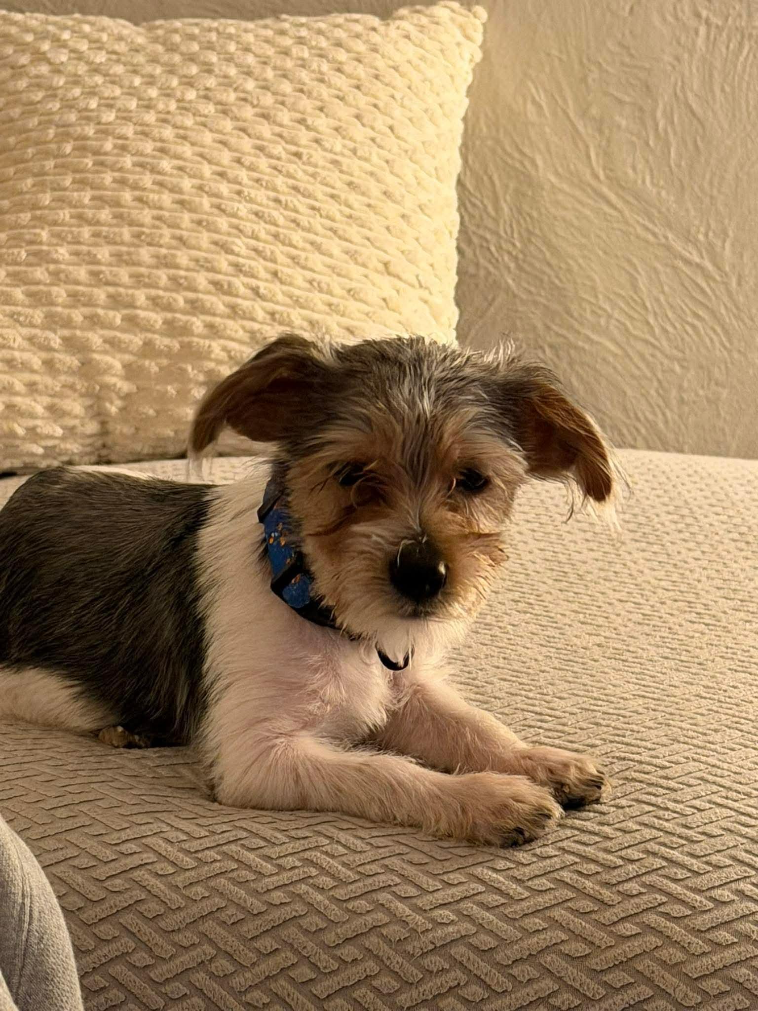 Enlarge Gus, a ADOPTABLE mixed breed in Commerce City, CO image 6/6