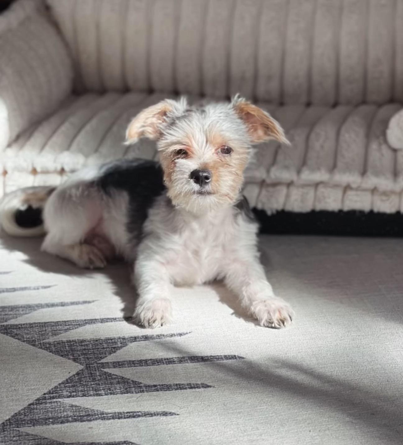 Gus, ADOPTABLE, Puppy Male Terrier & Yorkshire Terrier.