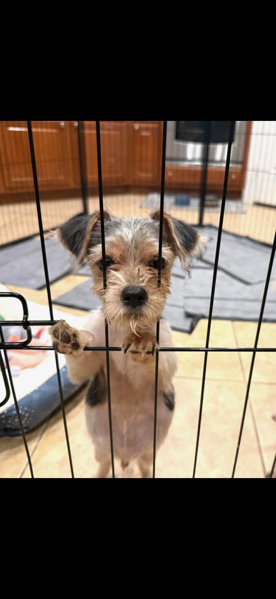 Enlarge Gus, a ADOPTABLE mixed breed in Commerce City, CO image 4/6