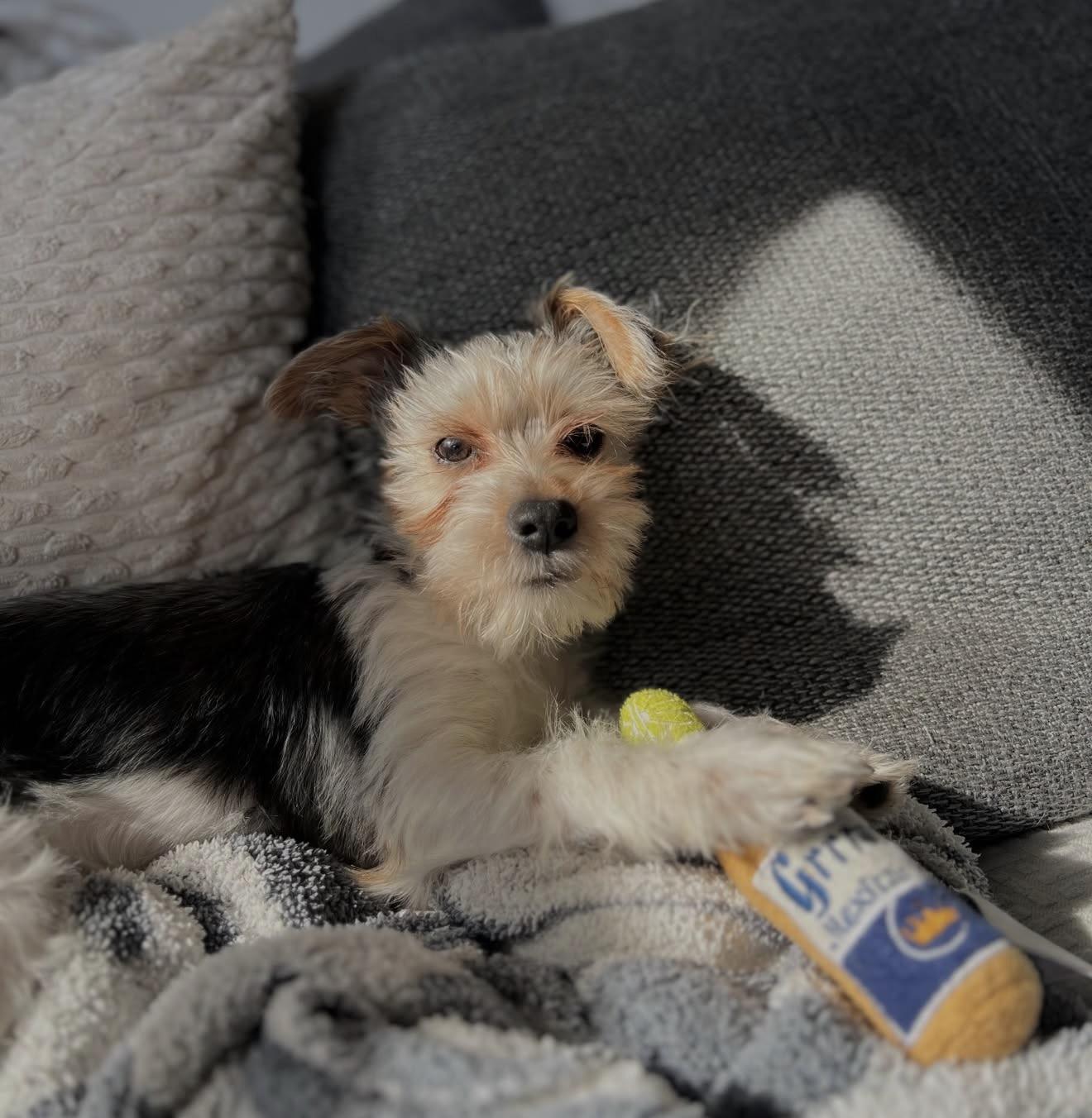 Enlarge Gus, an adopted mixed breed in Commerce City, CO image 6/6